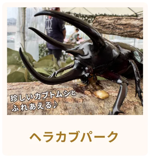 珍しいカブトムシとふれあえる♪ヘラカブパーク